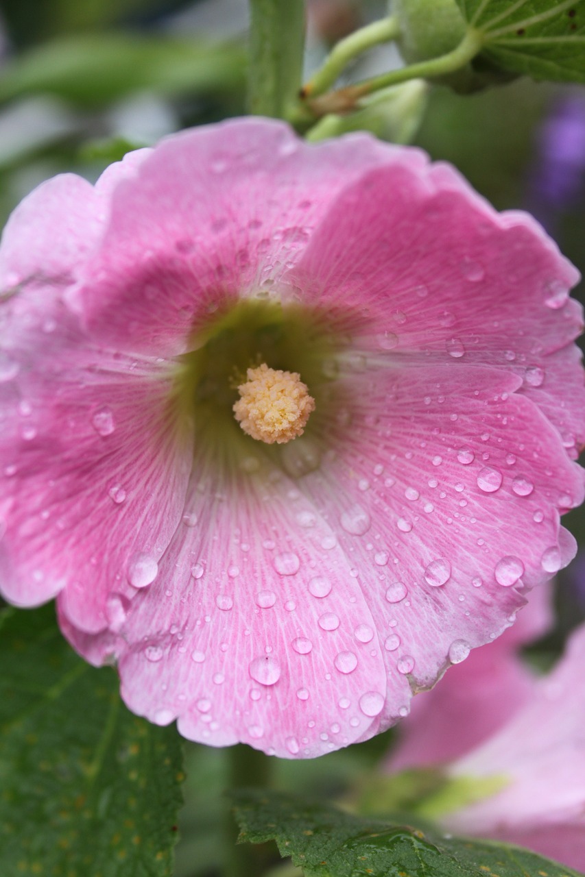 garden close up pink hollyhock free photo