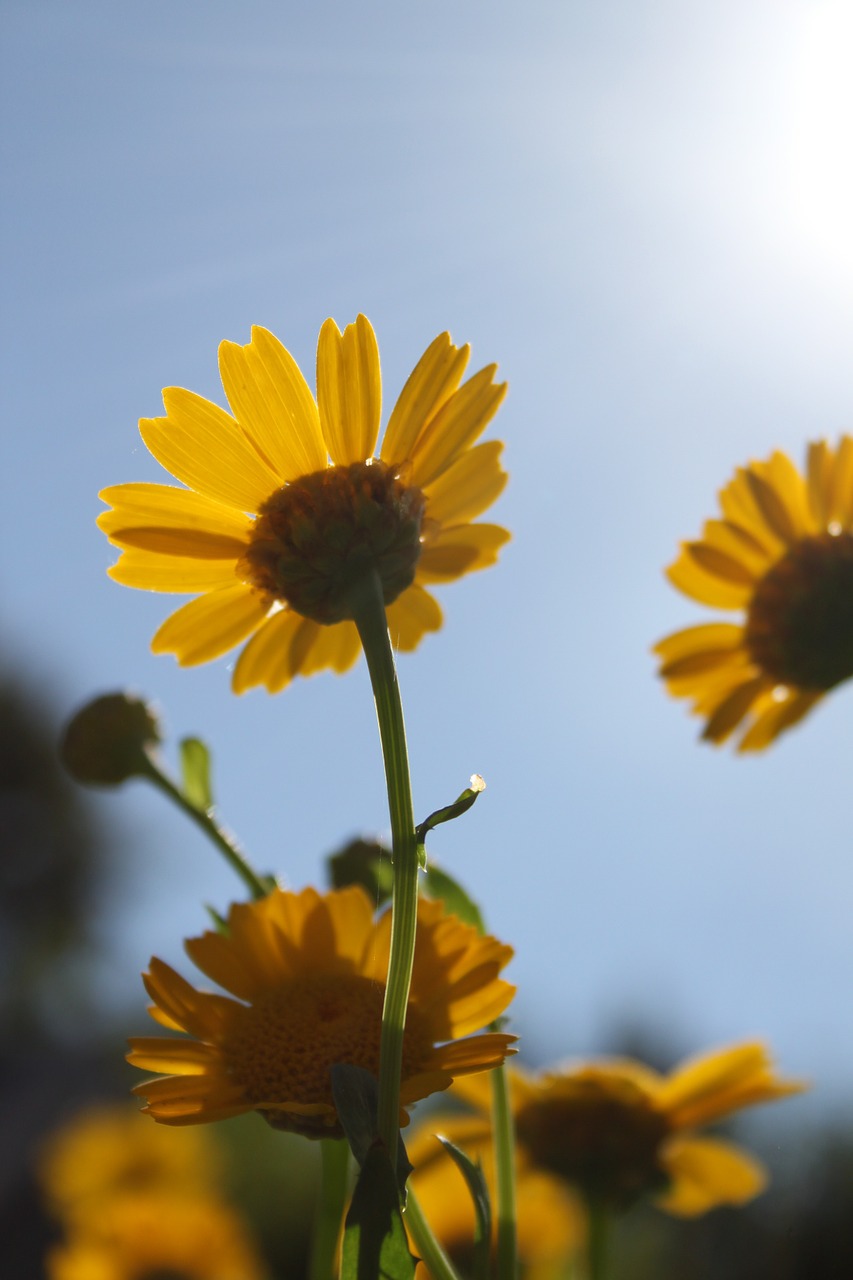 garden yellow flower sun free photo