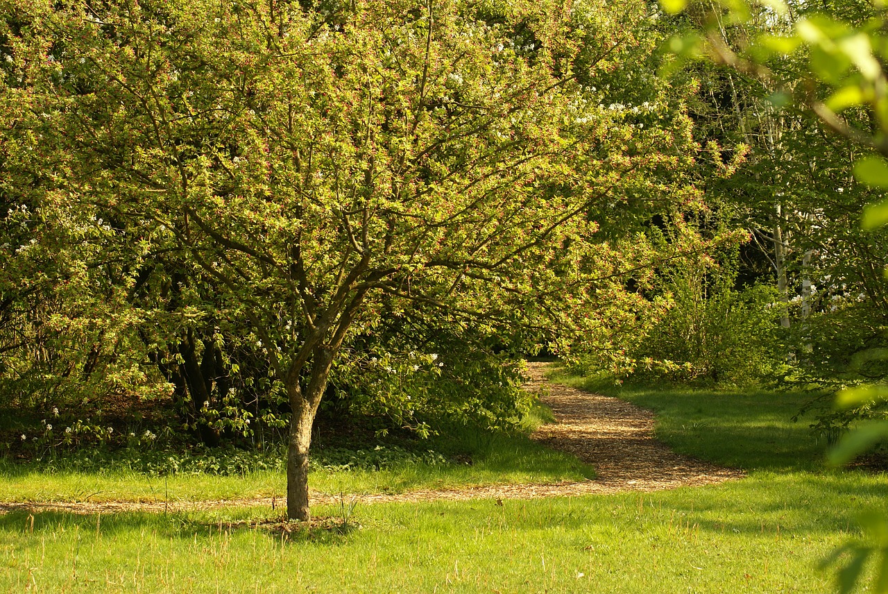 garden tree hiking free photo