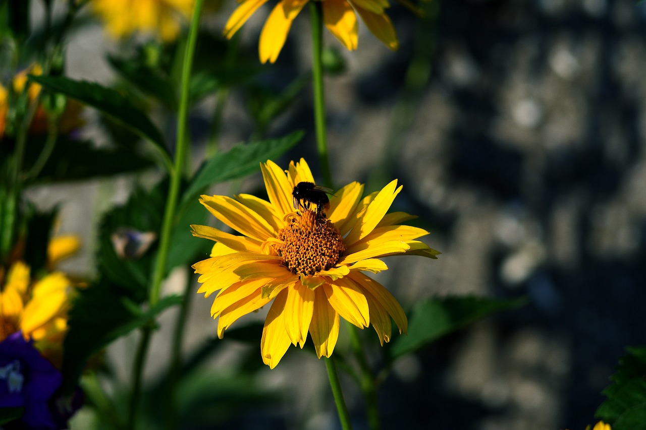 garden insect nectar free photo