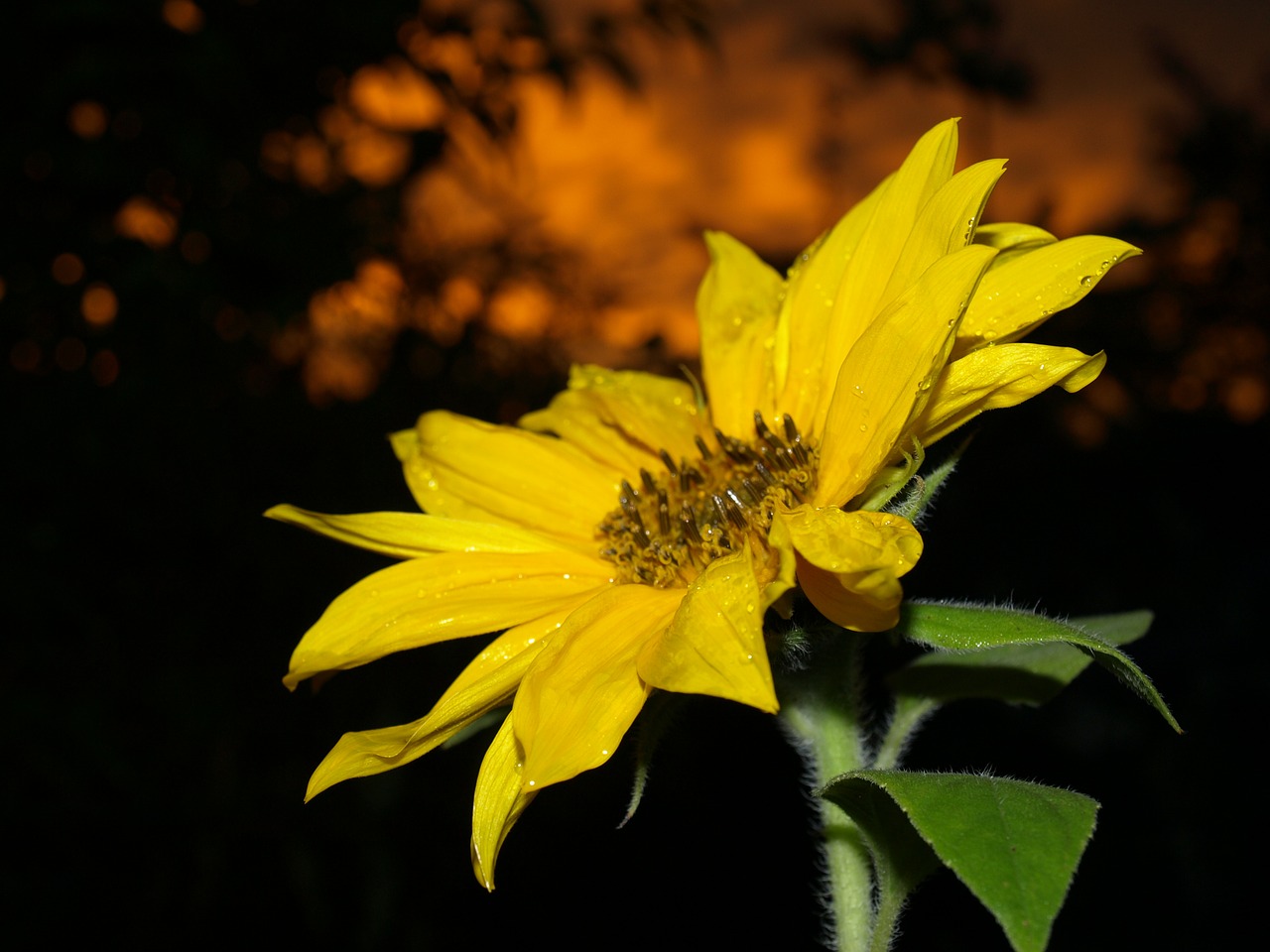 garden summer sunset free photo