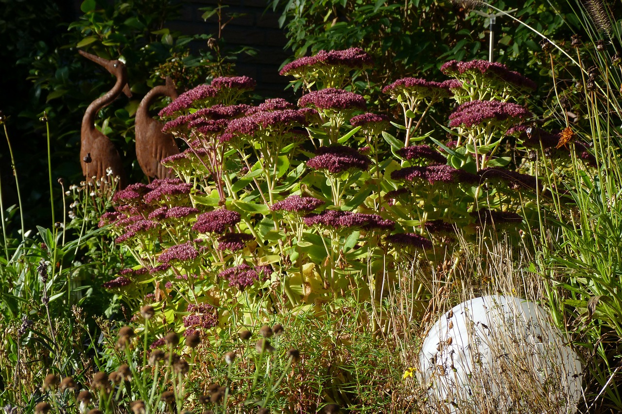 garden autumn plant free photo