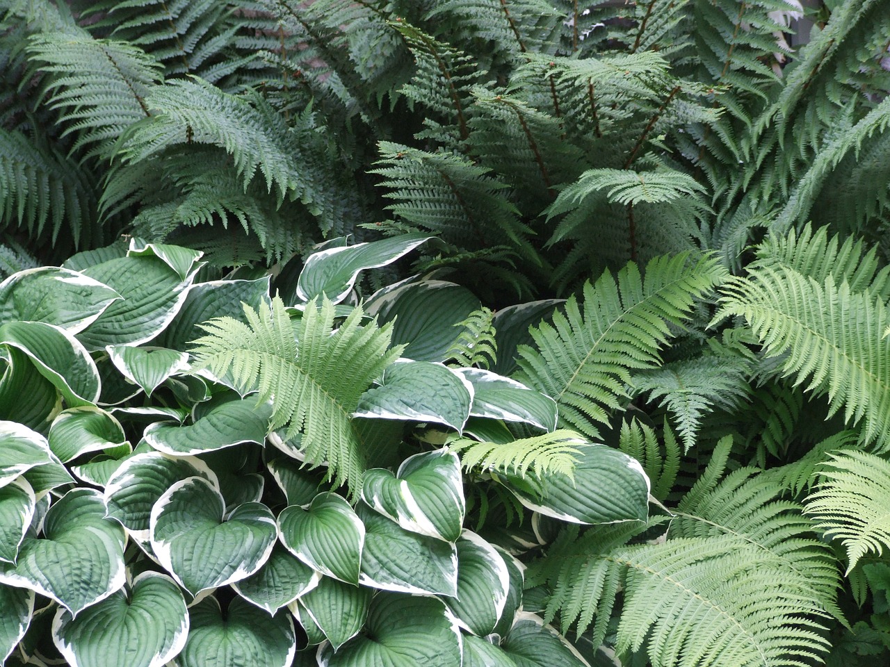 garden hosta plantain lily free photo