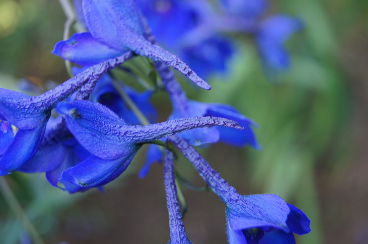 garden blue larkspur free photo