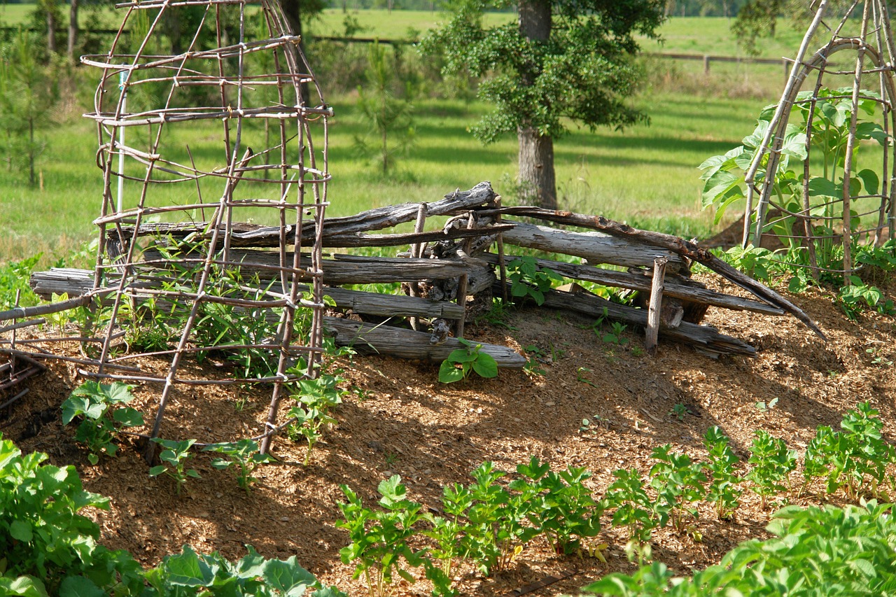 garden green veggies free photo