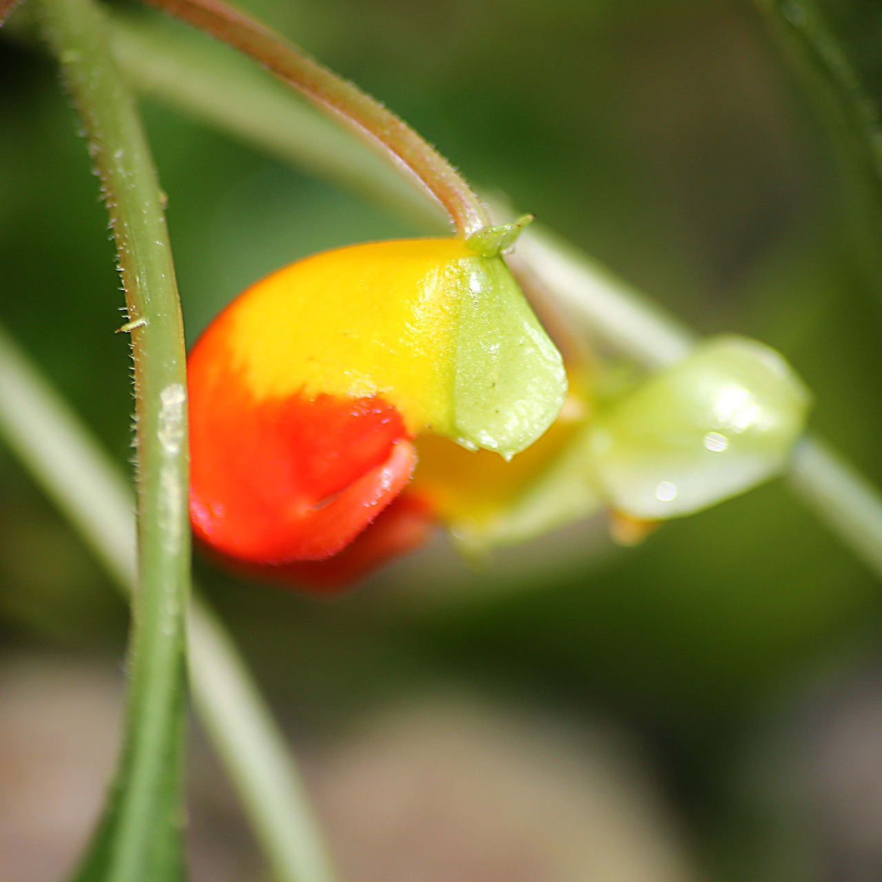 garden nature summer free photo