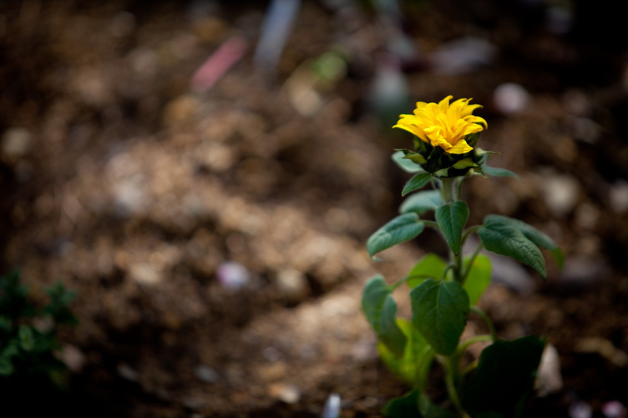 garden april flowers factory free photo