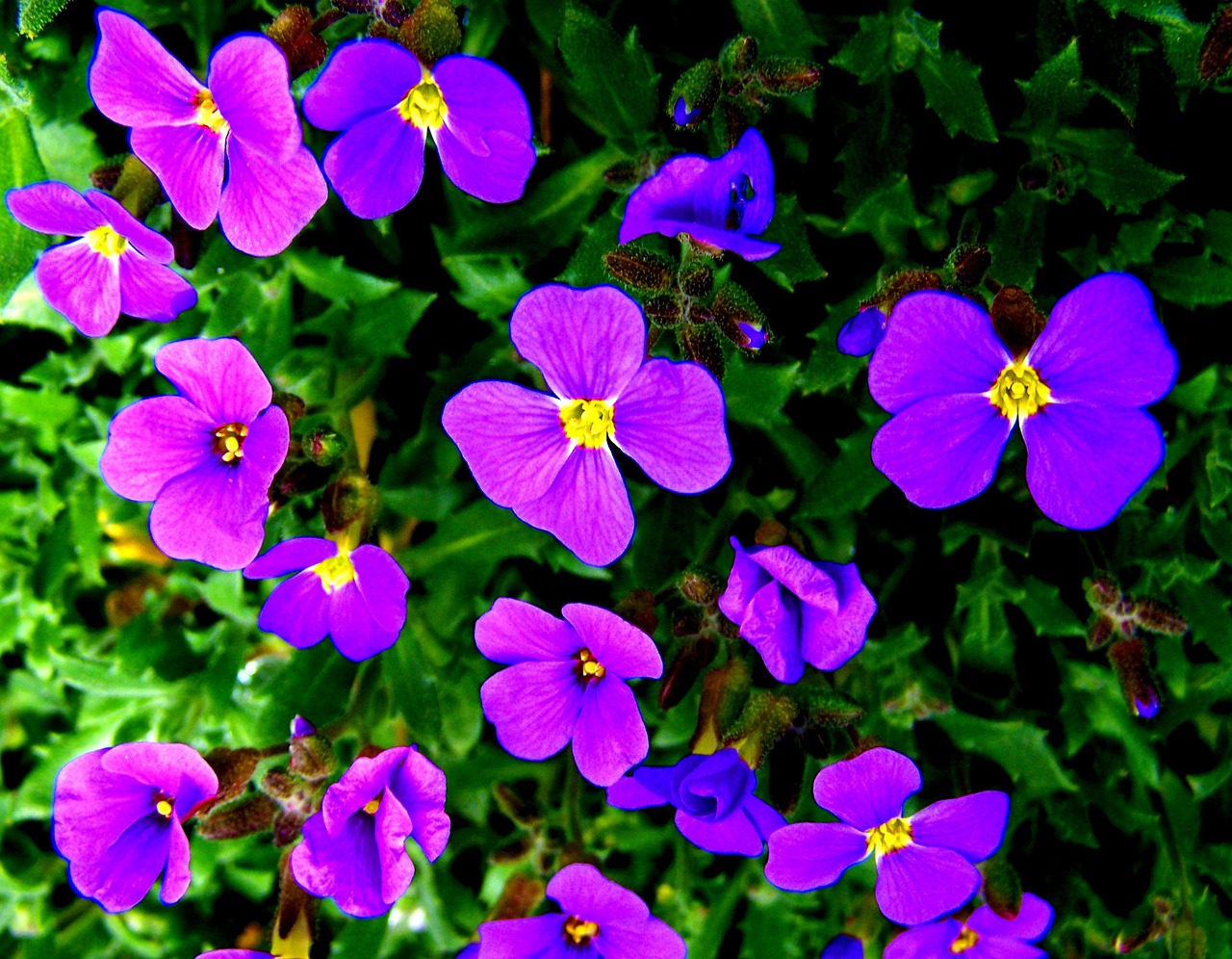 garden lawn viola free photo