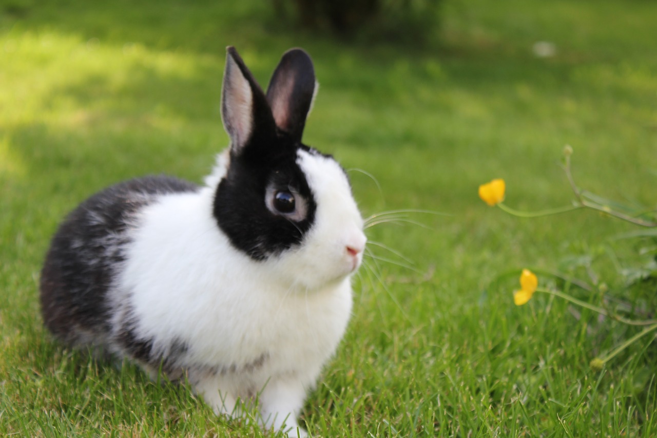 garden rabbit grass free photo