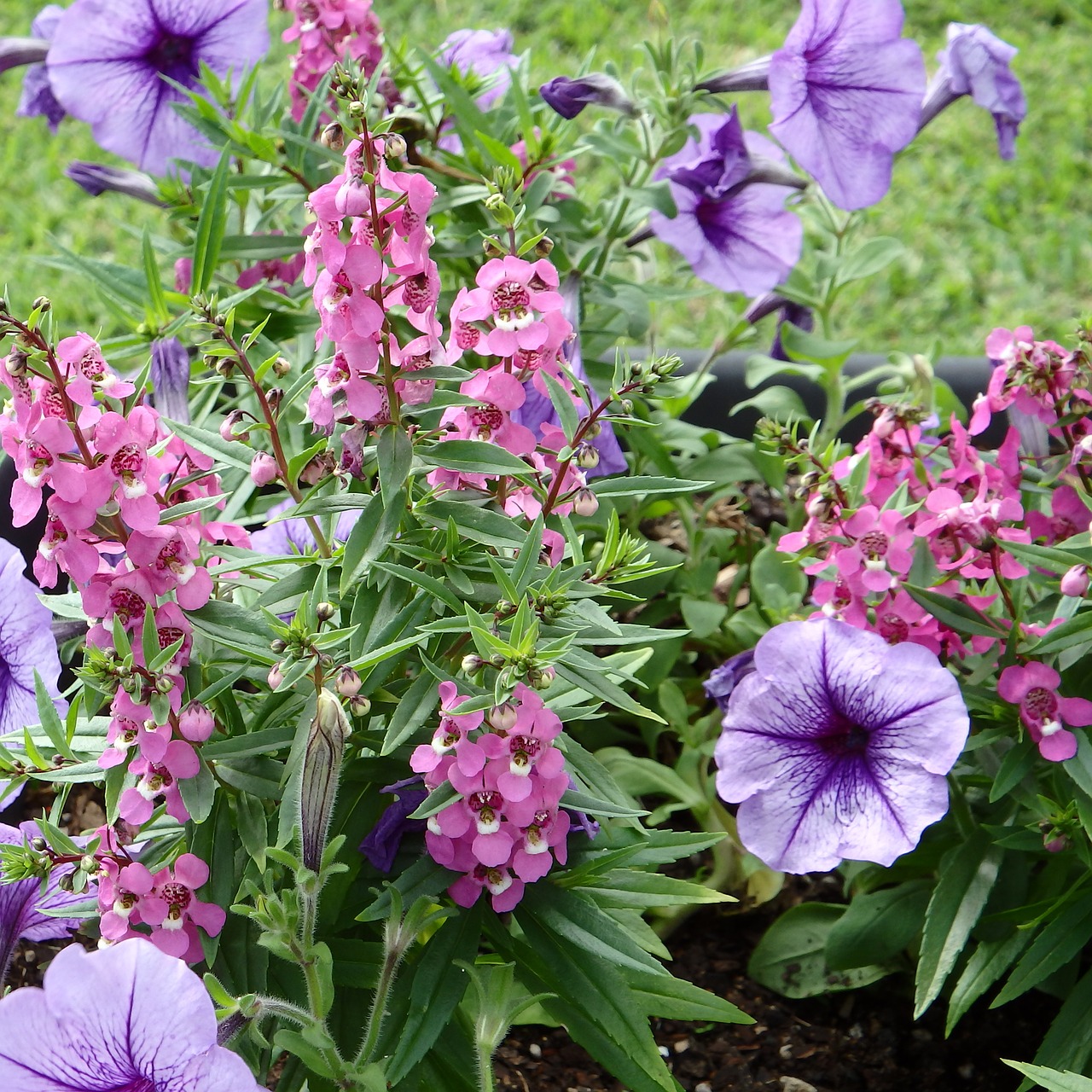 garden flowers purple free photo