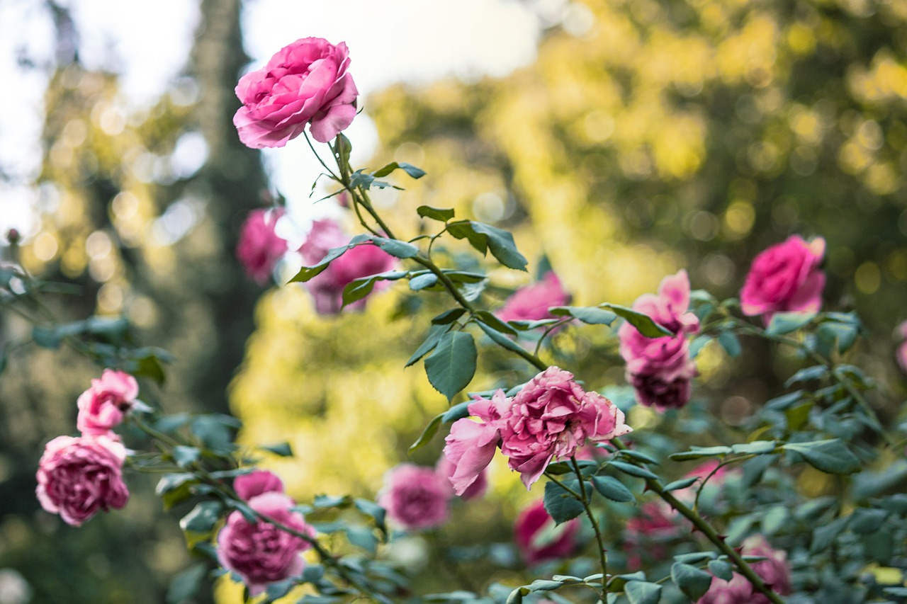 garden pink roses free photo