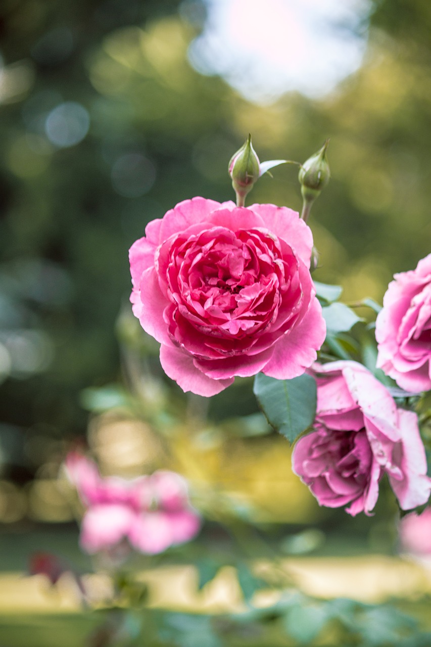 garden pink roses free photo