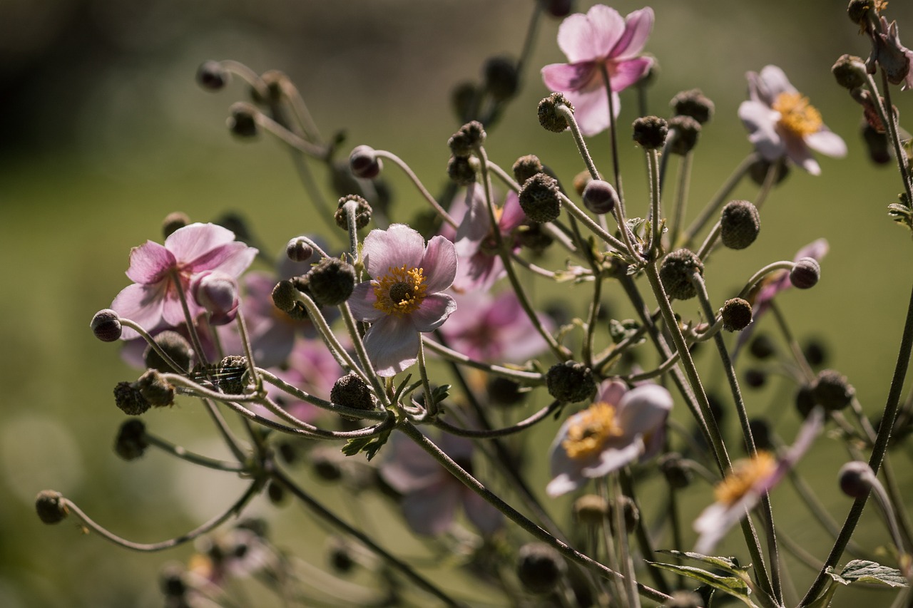 garden flowers meadow free photo