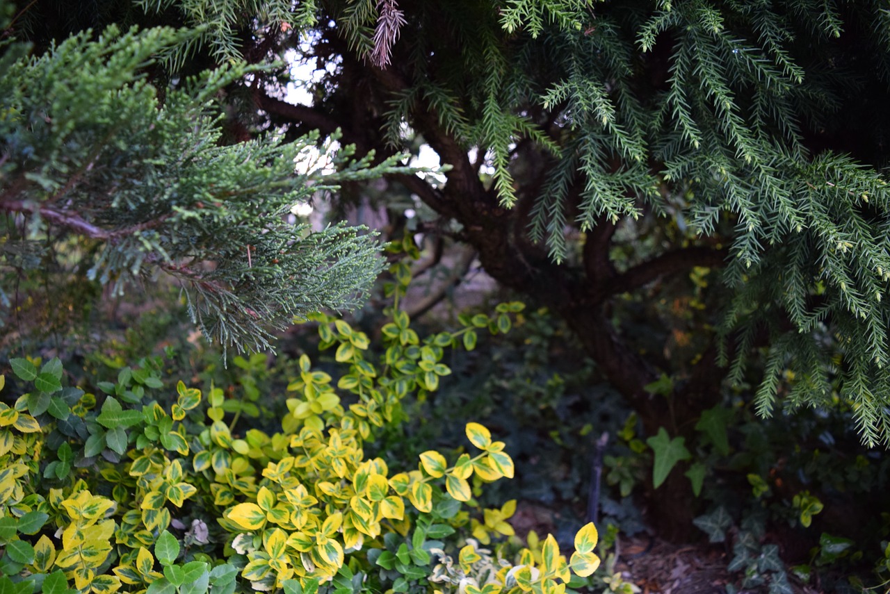 garden green nature free photo