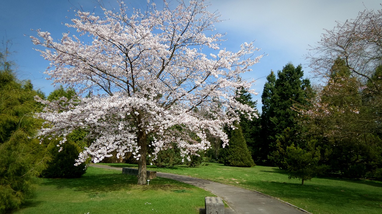 garden tree spring free photo