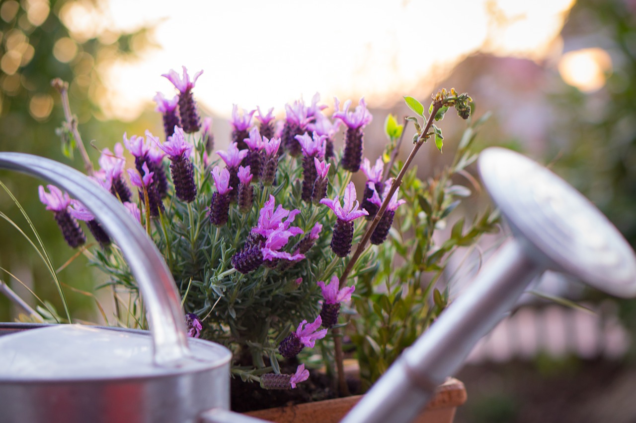 garden watering can lavender free photo