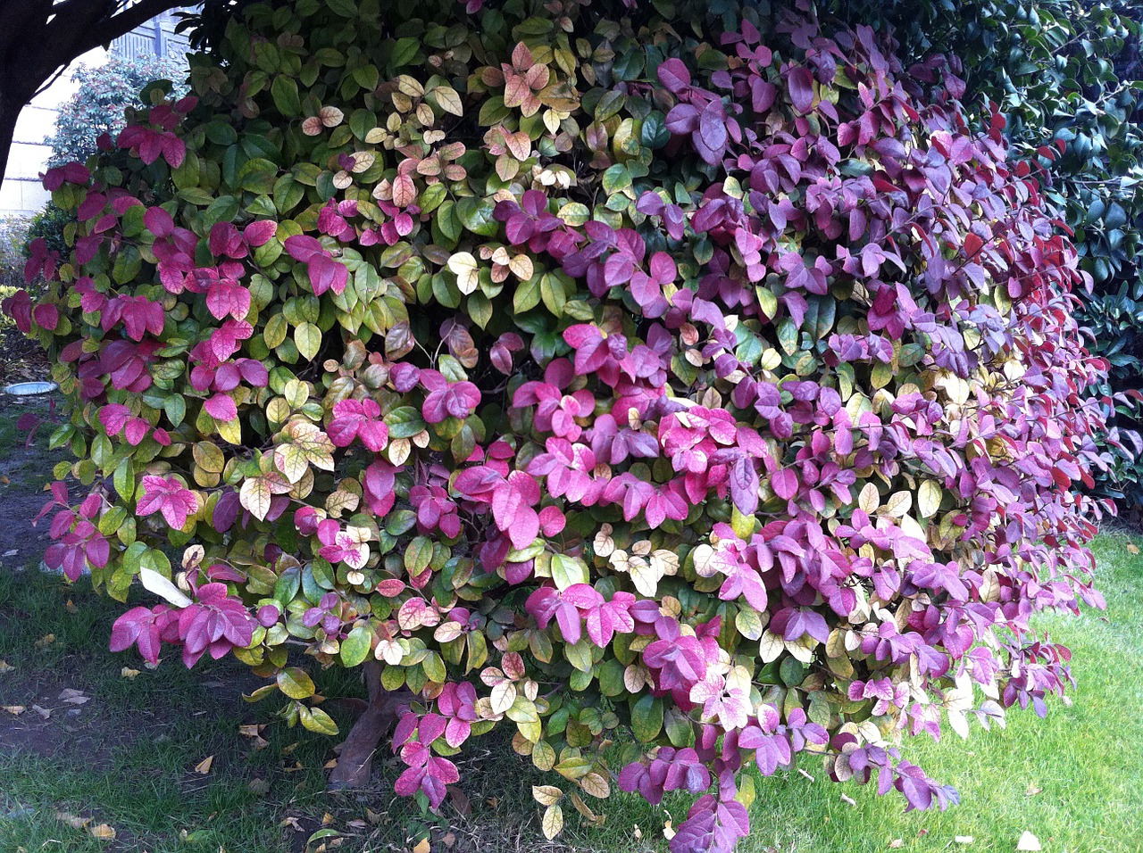 garden plant red leaf free photo