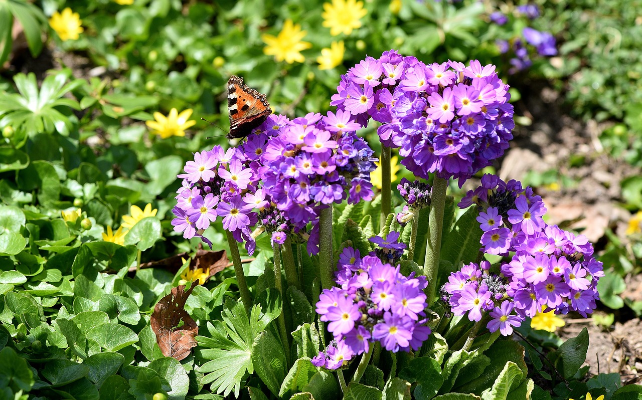 garden flowers spring free photo