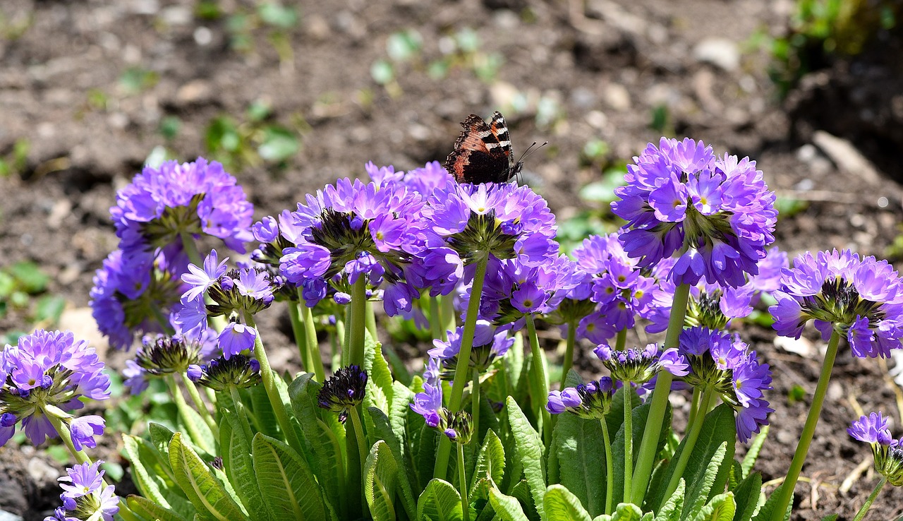 garden flower plant free photo