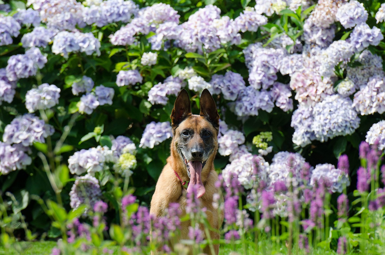 garden dog and garden hydrangea free photo