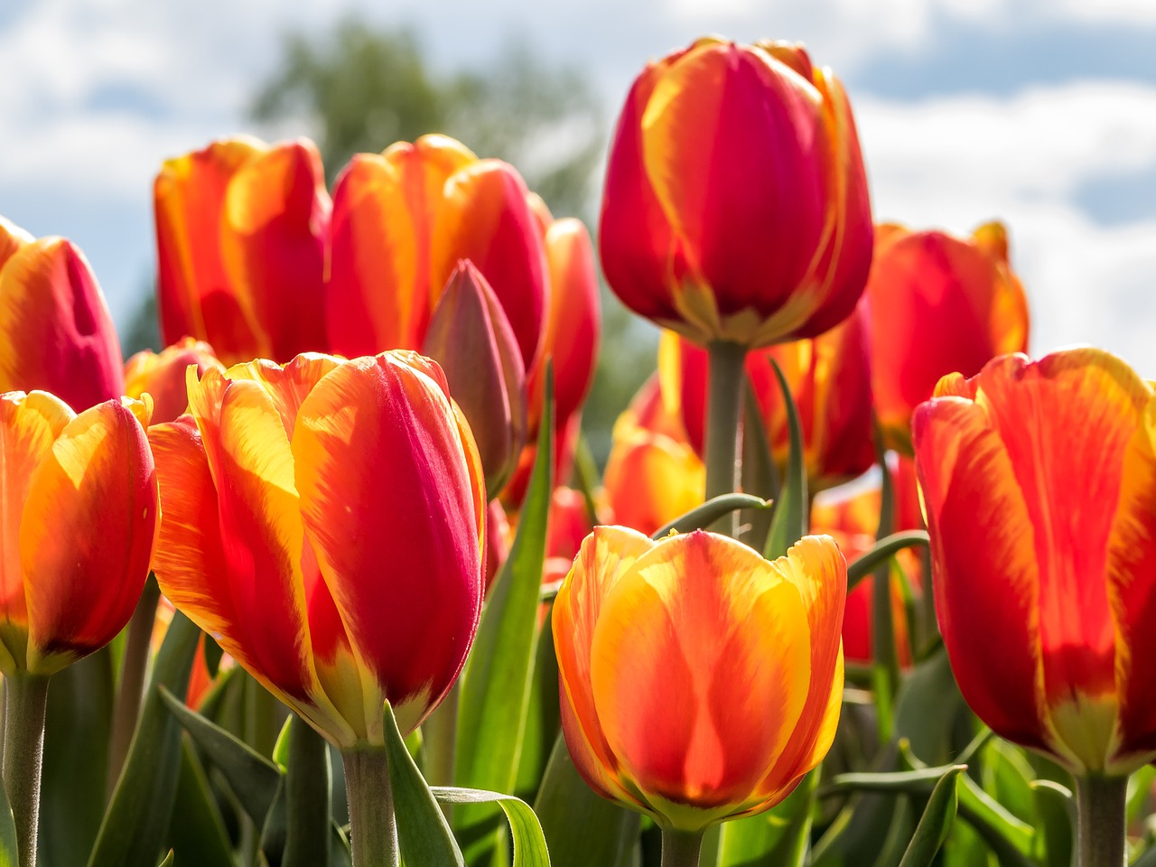 garden flowers tulips free photo