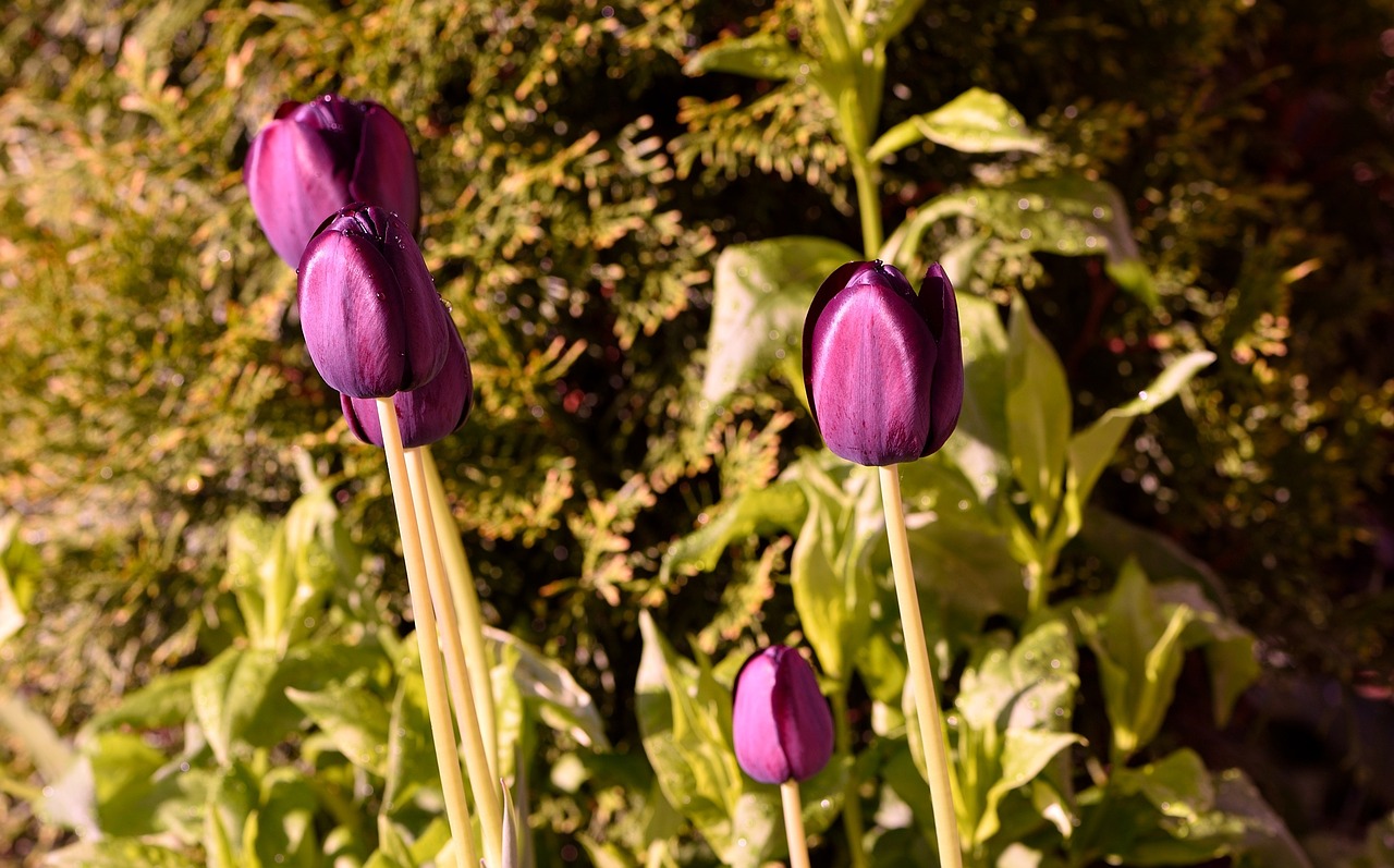 garden flowers tulips free photo