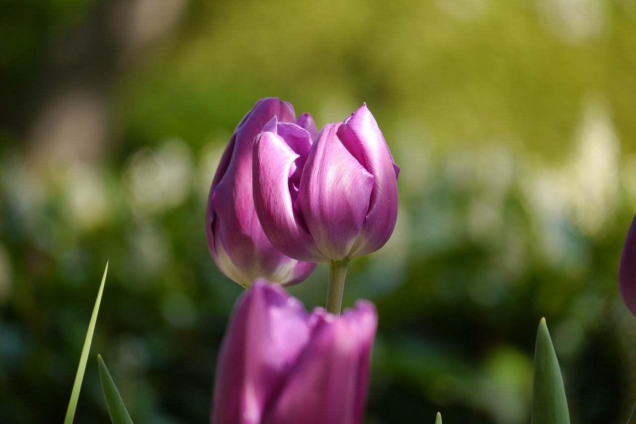 garden flower tulip free photo