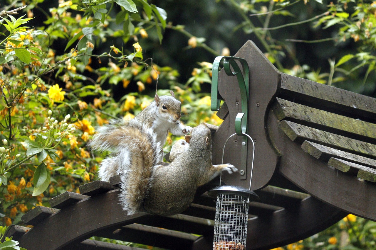 garden greenery squirrels free photo