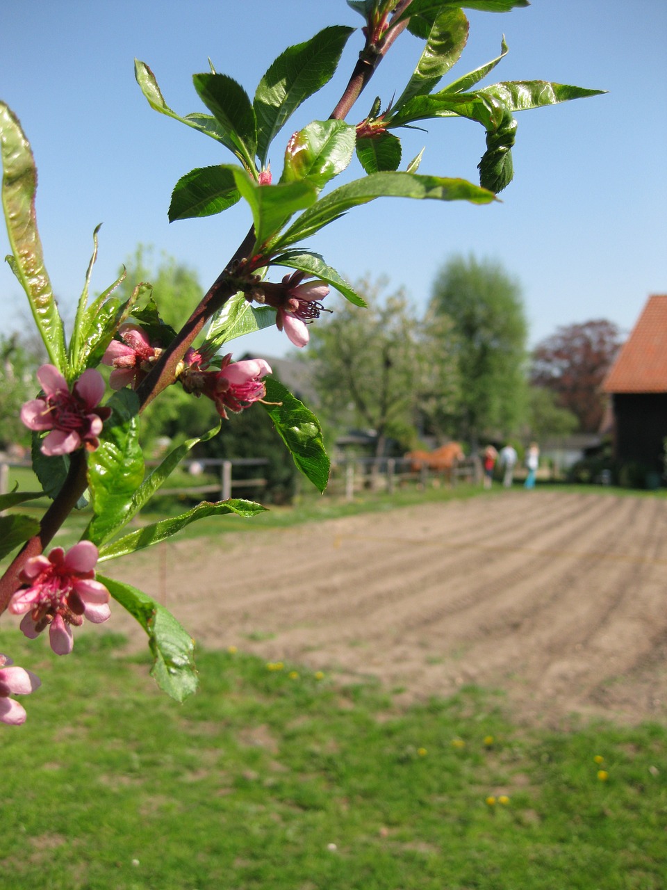 garden plant apple blossom free photo