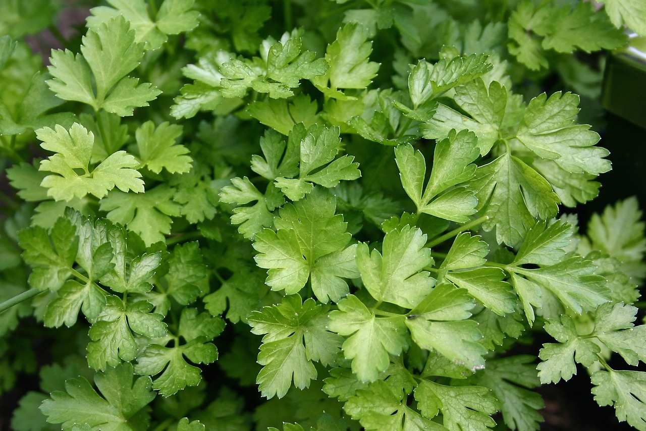 garden vegetables green free photo