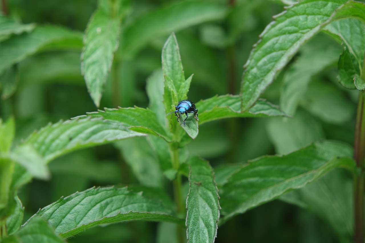 garden beetle bug free photo