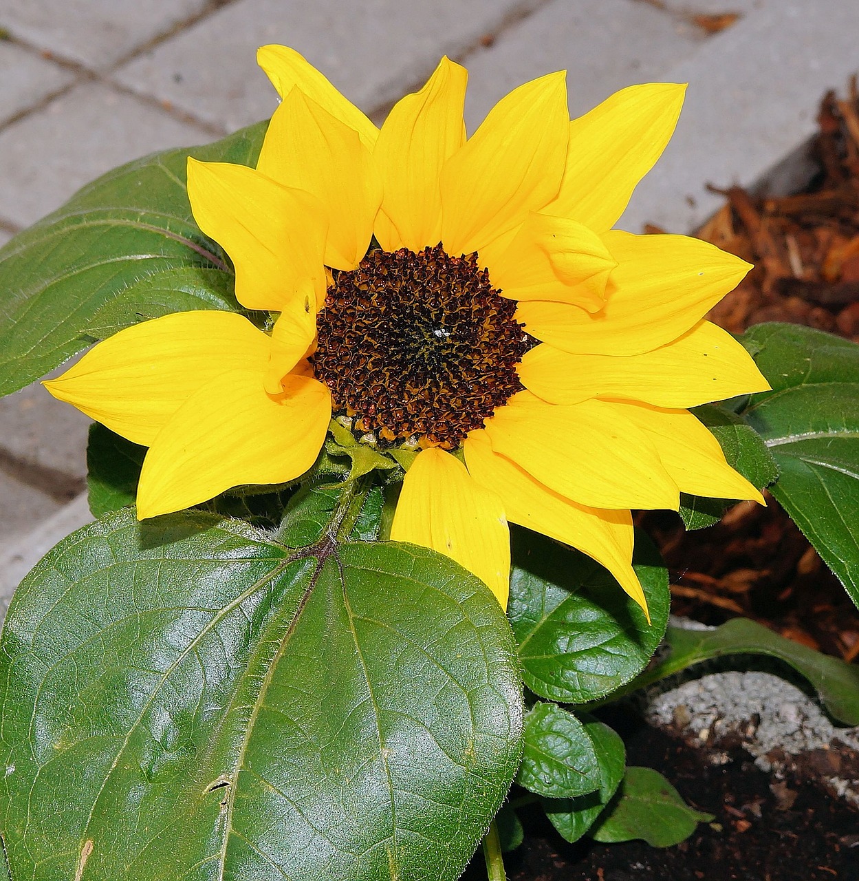 garden sidewalk sun flower free photo