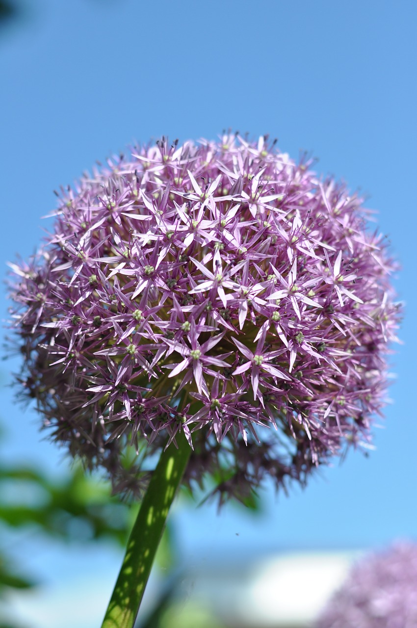 garden flower blossom free photo