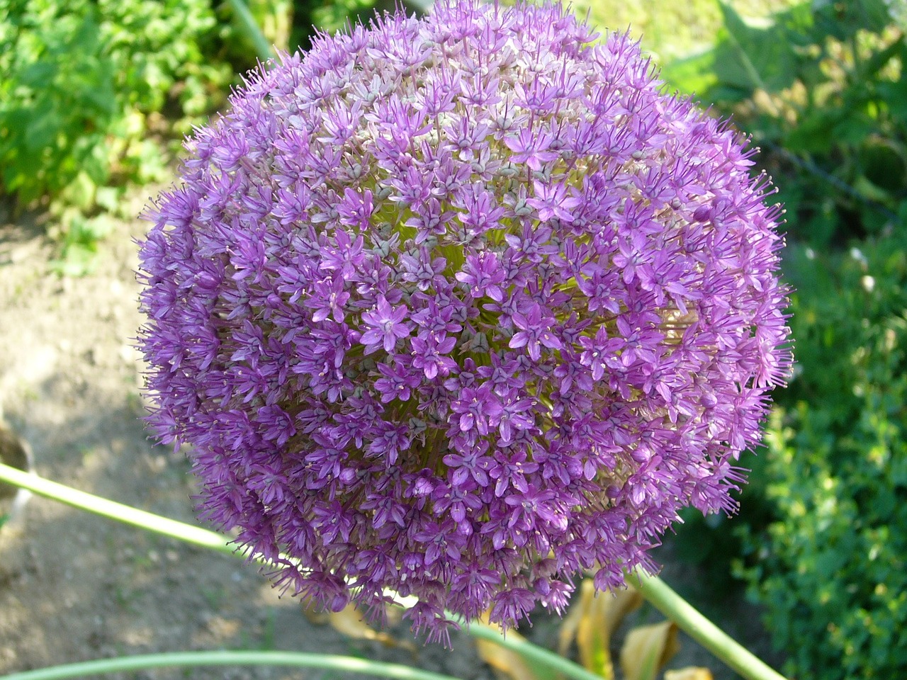 garden flower purple free photo