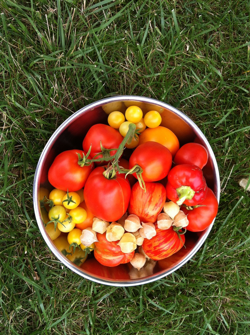 garden vegetables tomato free photo