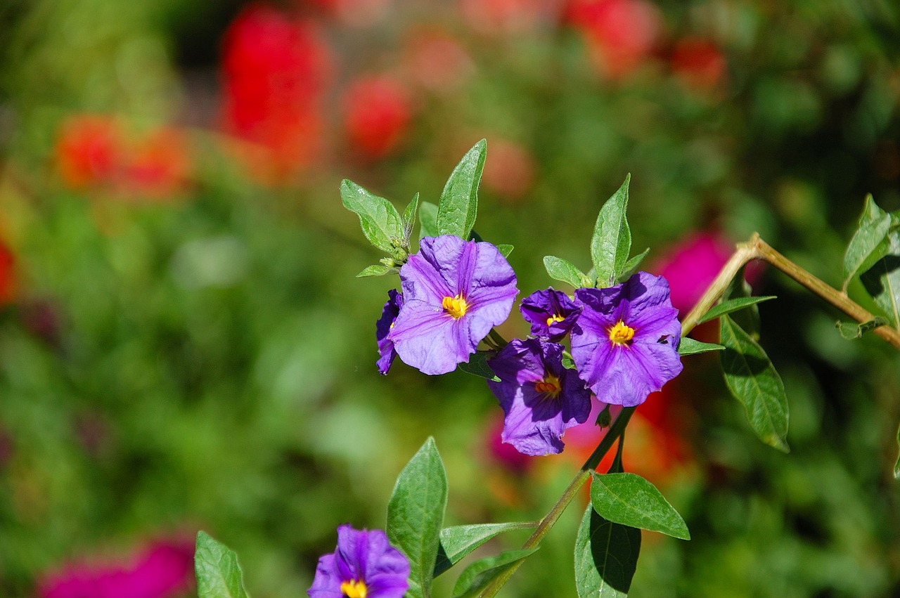 garden bush nature free photo