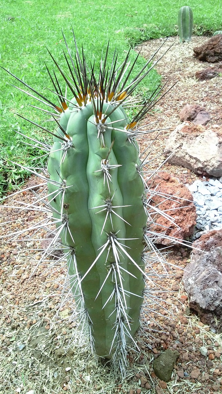 garden cactus nature free photo