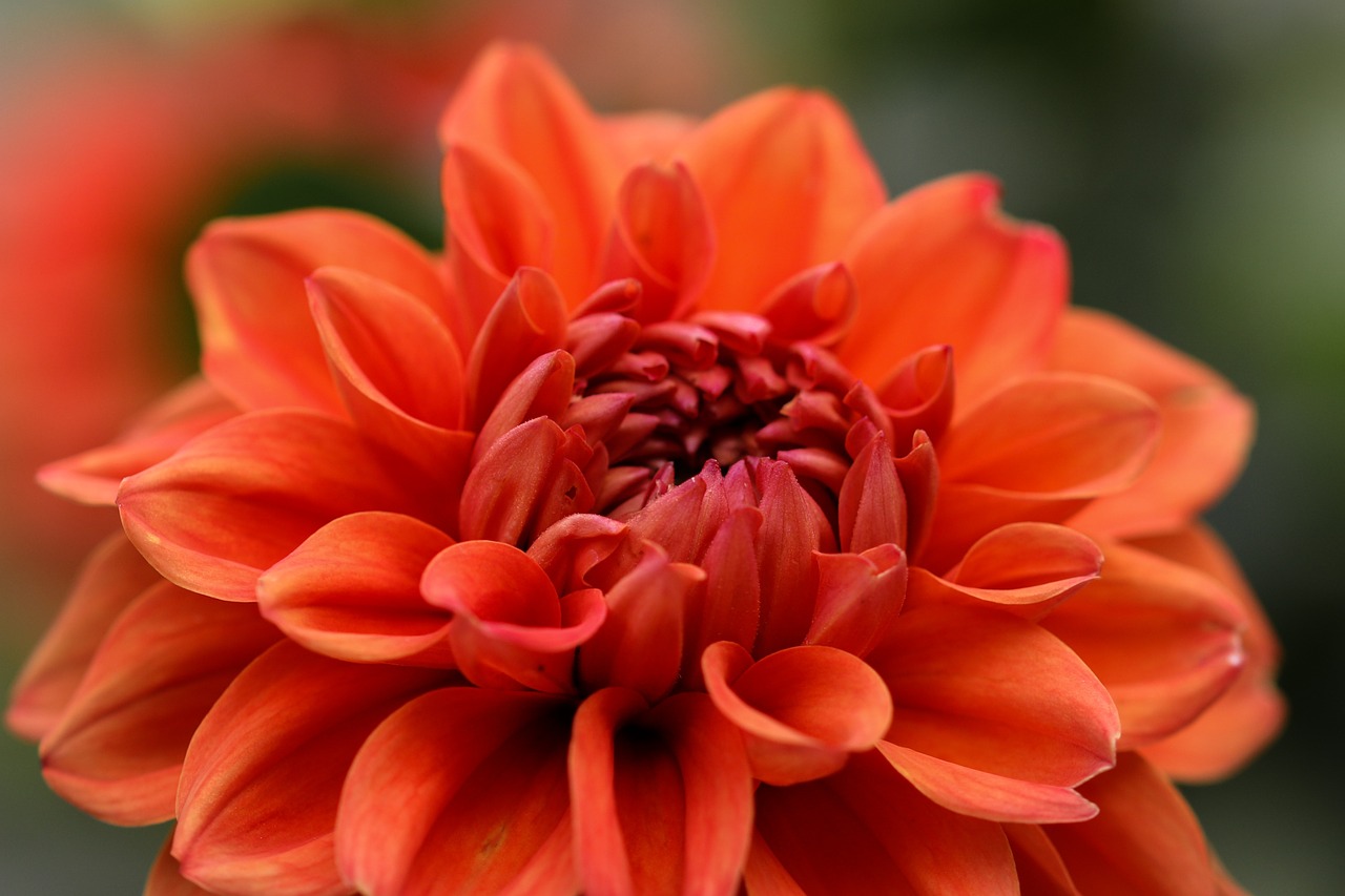 garden flower dahlia free photo