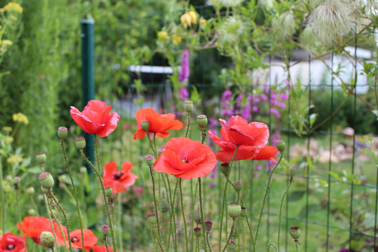 garden summer poppy free photo