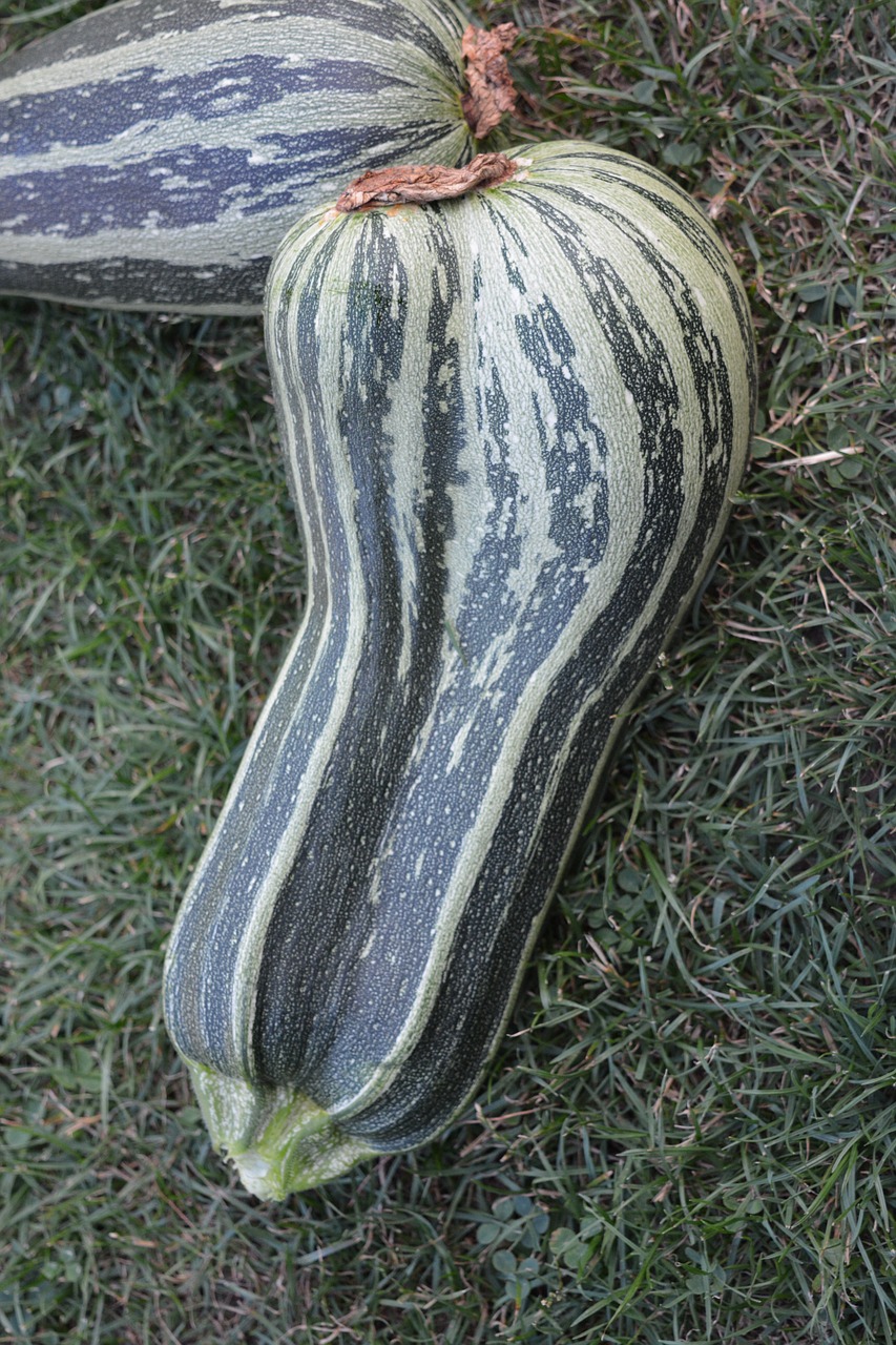 garden vegetables zucchini free photo