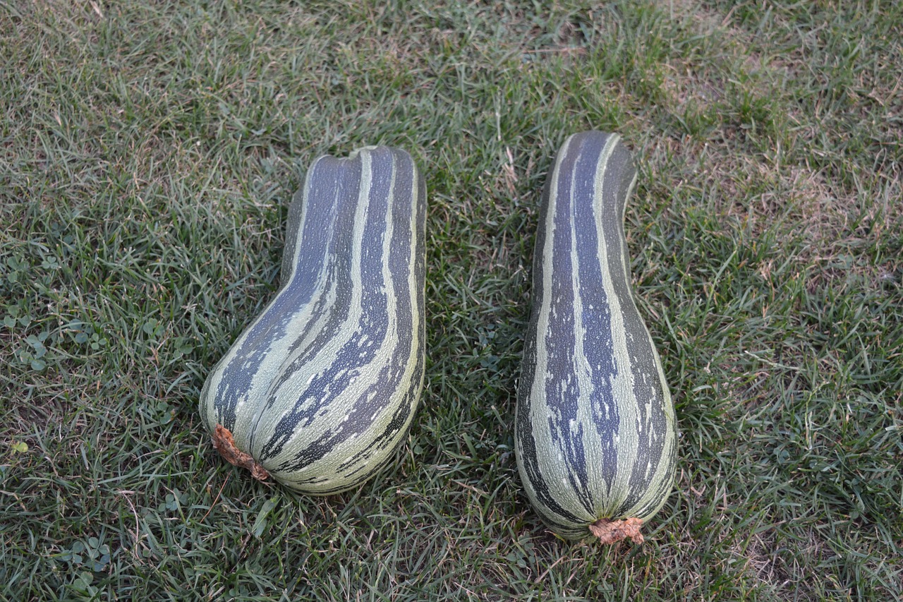 garden vegetables zucchini free photo