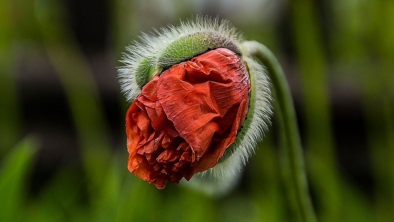 garden poppy blossom free photo