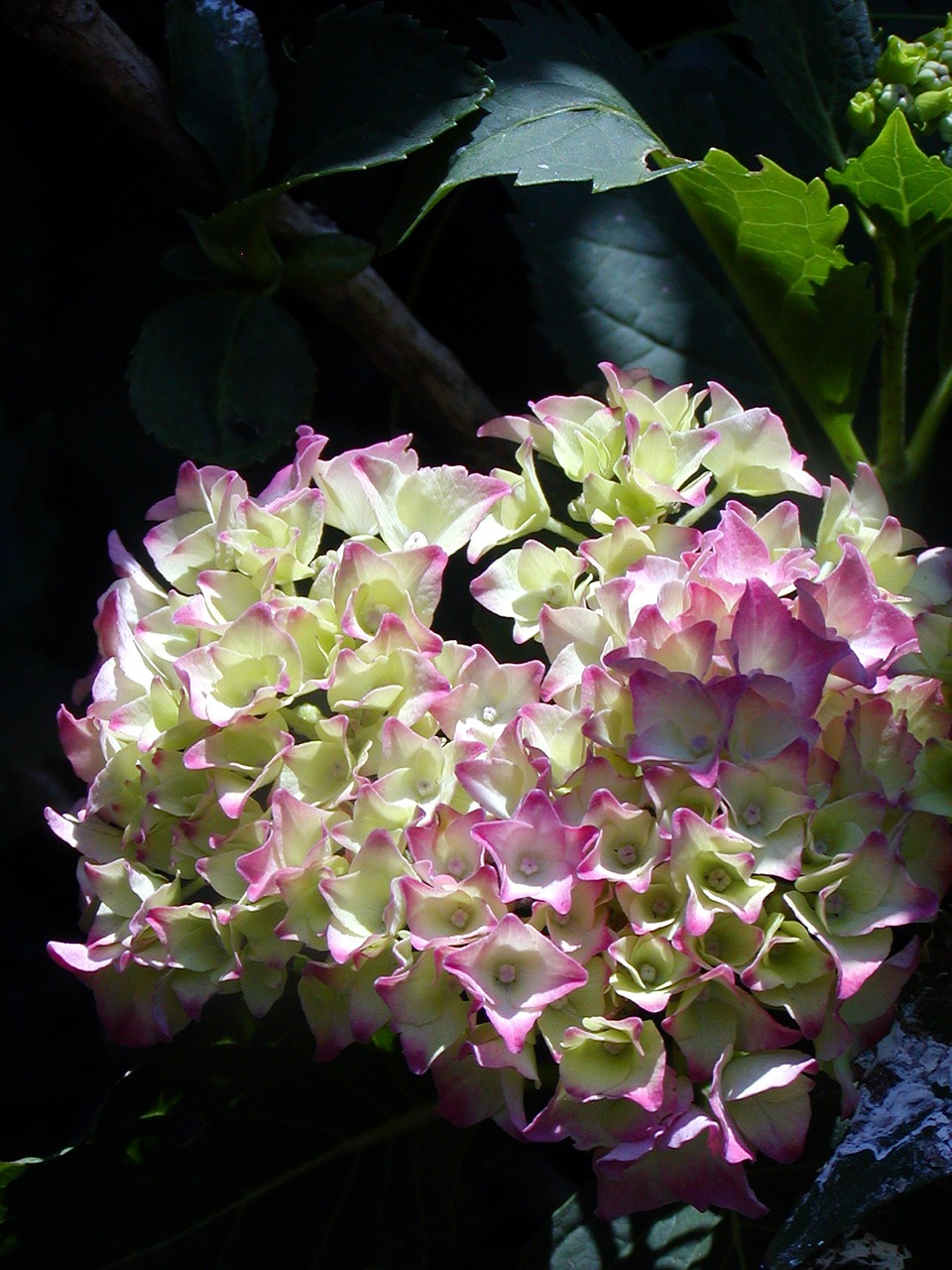 garden flower hydrangea free photo