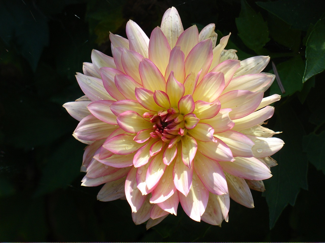 dahlia flower garden free photo