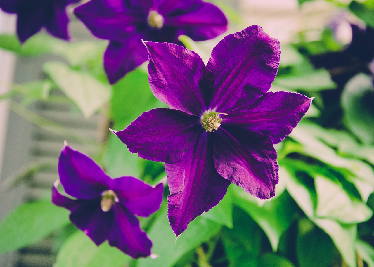 garden flower purple free photo