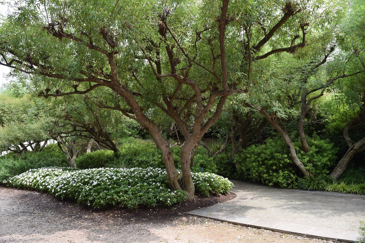 garden tree spring free photo