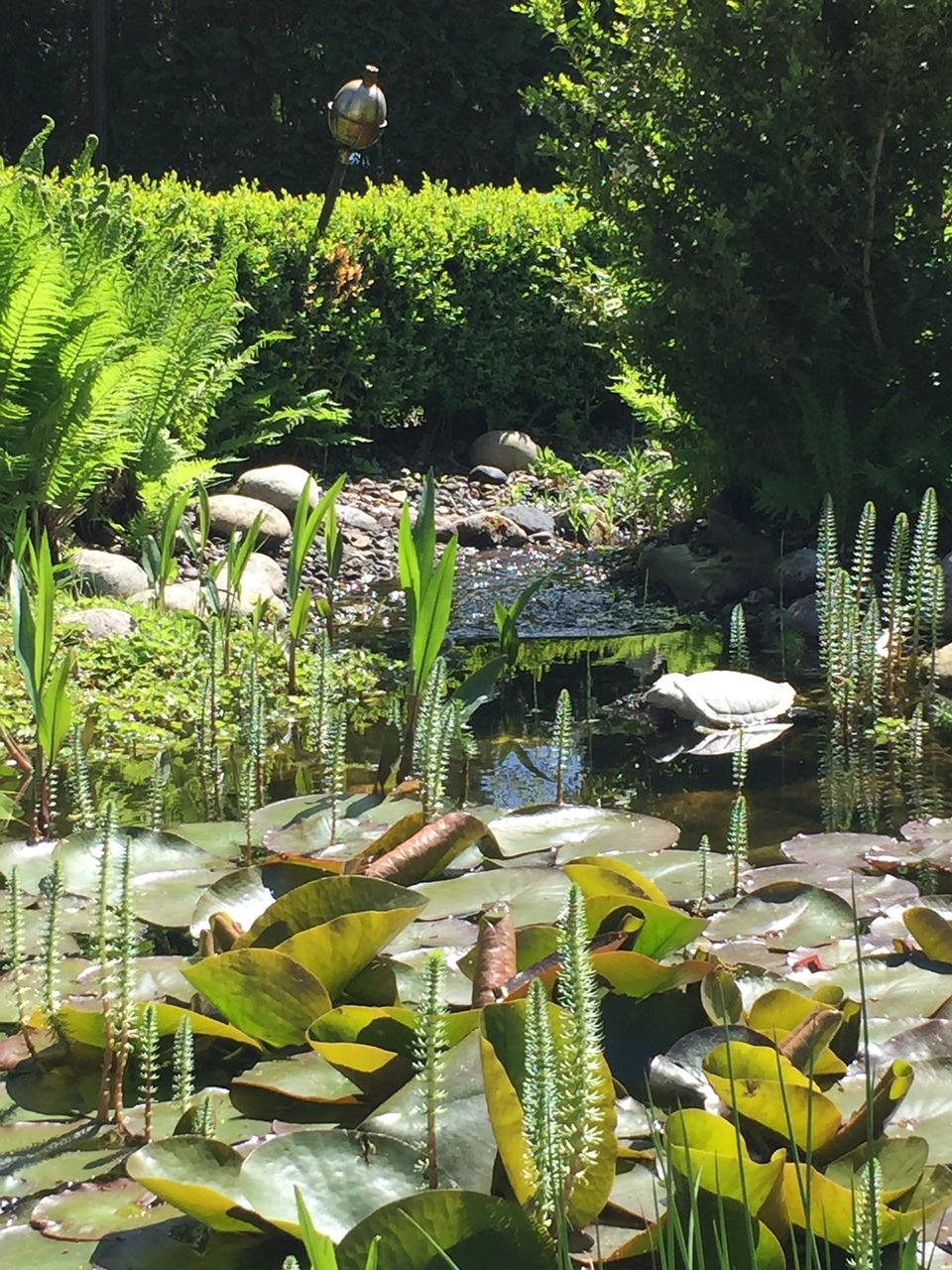 garden plant pond free photo