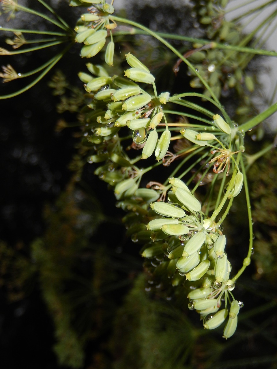 dill grass garden free photo