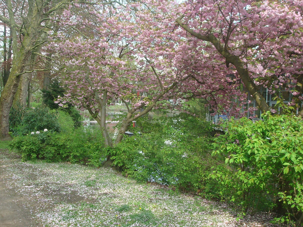 garden summer germany free photo