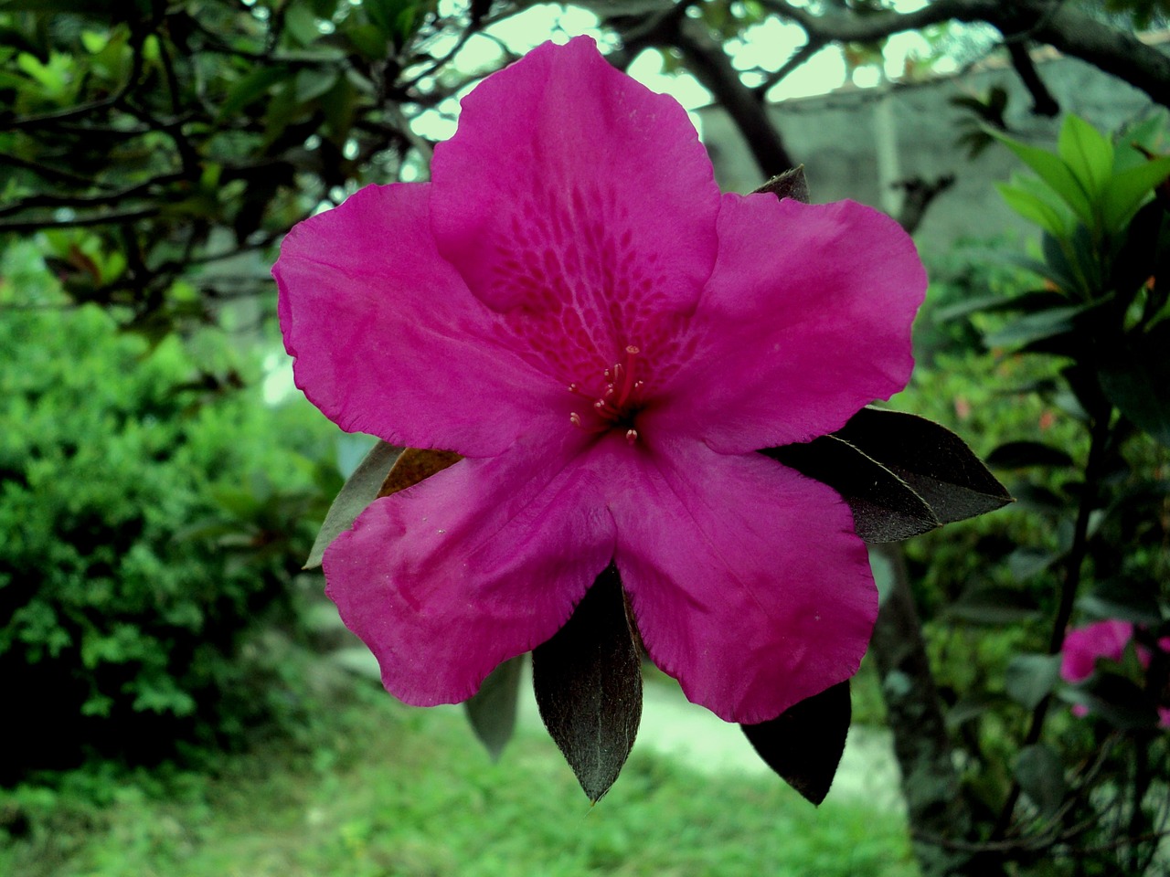 azalea gardem life free photo